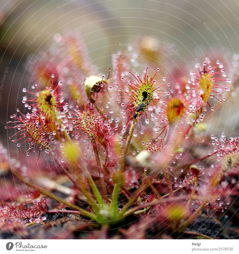 Sundew for Ini1110 Environment Nature Plant Summer Beautiful weather Wild plant Bog Marsh Stand Growth Exceptional Uniqueness Small Natural Gray Green Red White