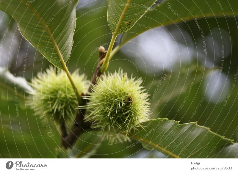 chestnuts Fruit Sweet chestnut Vegetarian diet Environment Nature Plant Autumn Tree Leaf Agricultural crop Twig Park Growth Esthetic Natural Round Thorny Gray