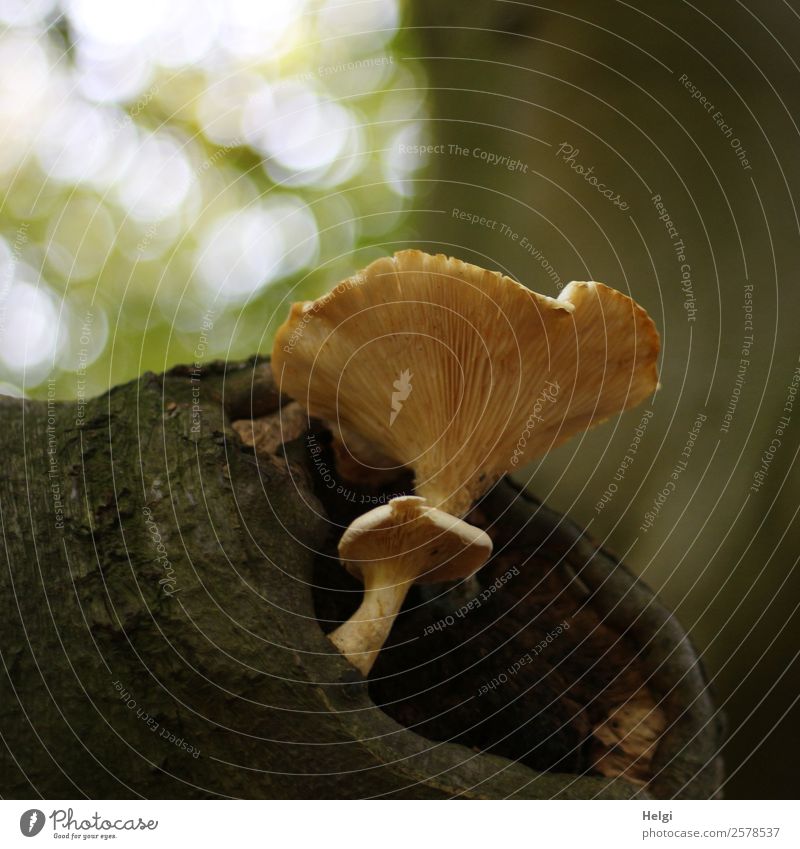 Mushrooms on the tree Environment Nature Plant Autumn Tree Tree trunk Forest Stand Growth Exceptional Uniqueness Natural Brown Yellow Gray Green Unwavering Life