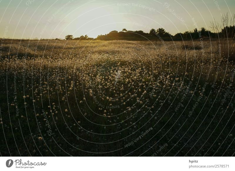 summer over? Nature Landscape Plant Autumn Grass Blossom Wild plant Meadow Field Blossoming Illuminate Faded Gold Moody Serene Calm Life Colour photo