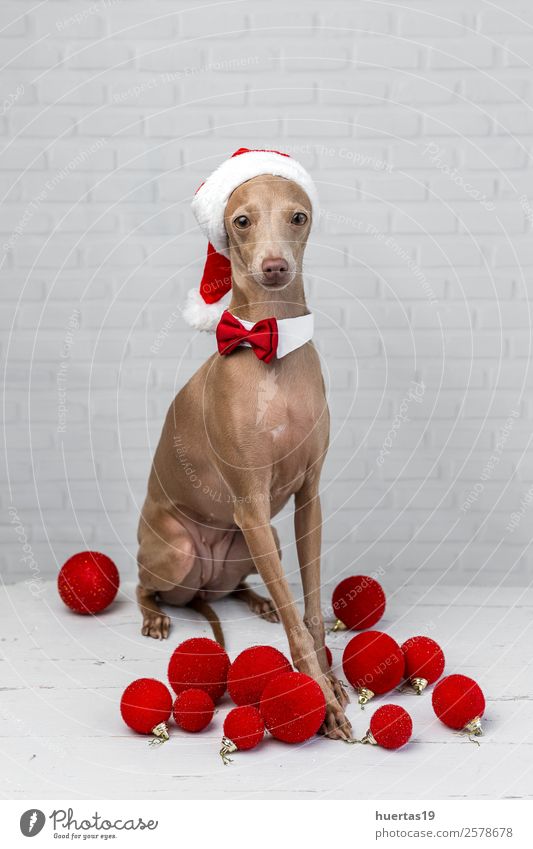 Dog with a Santa Claus hat Happy Beautiful Christmas & Advent New Year's Eve Friendship Animal Hat Pet 1 Friendliness Happiness Funny Brown Love of animals