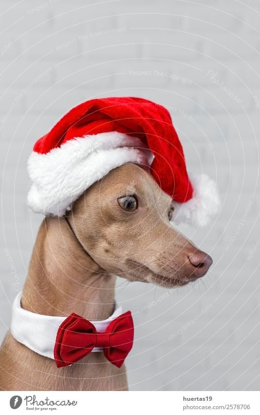 Dog with a Santa Claus hat. Happy Beautiful Feasts & Celebrations Christmas & Advent New Year's Eve Friendship Animal Hat Pet Friendliness Happiness Funny Brown