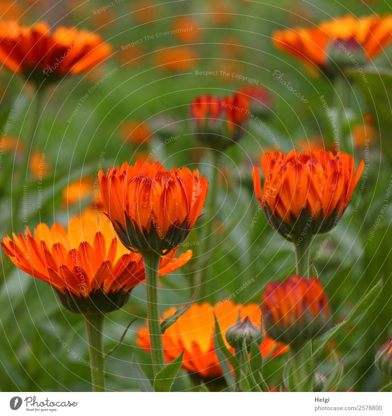 Marigolds Marigold - A Royalty Free Stock Photo From Photocase