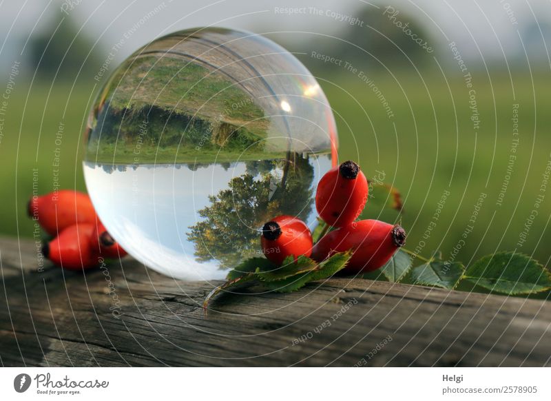 autumnal gimmick with the glass ball Environment Nature Landscape Plant Sky Autumn Beautiful weather Leaf Wild plant Rose hip Decoration Glass ball Wood Sphere