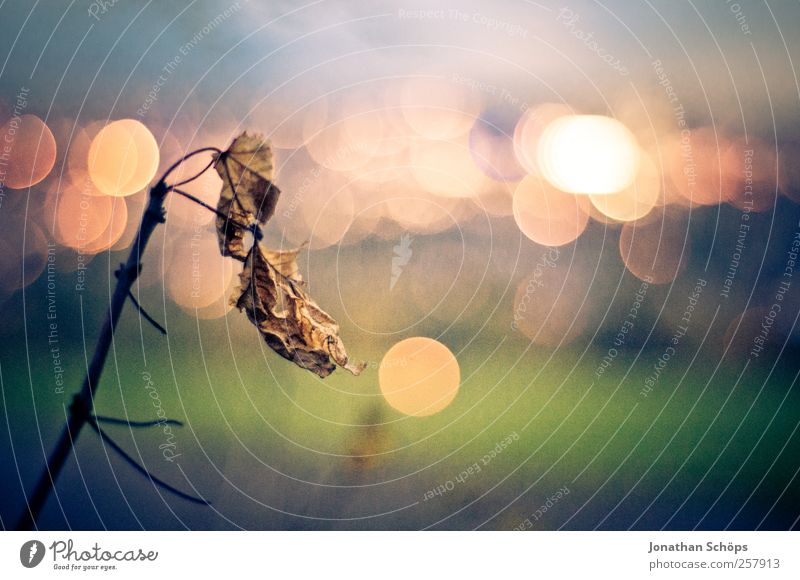 lonely leaf in front of a sea of lights [transverse] Environment Nature Landscape Leaf Park Town Outskirts Blue Brown Gold Green Emotions Moody Expectation