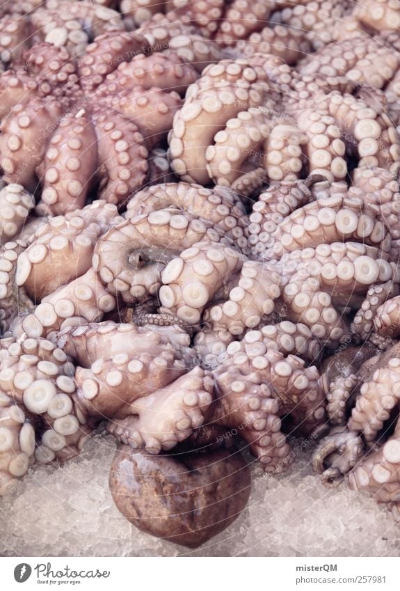 Knubbelfish. Animal Esthetic Squid Tentacle Disgust Fresh Fishing quota Harbour Fishery Fishing port Suction pad Fish market Many Appetite Food Chilled