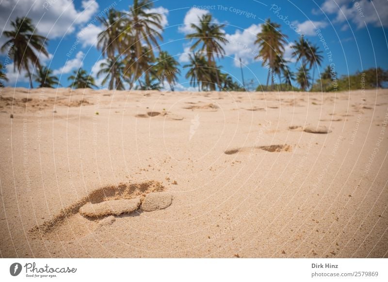 Footprints in Caribbean sand Vacation & Travel Tourism Far-off places Summer Summer vacation Sun Beach Ocean Environment Nature Landscape Sand Sky