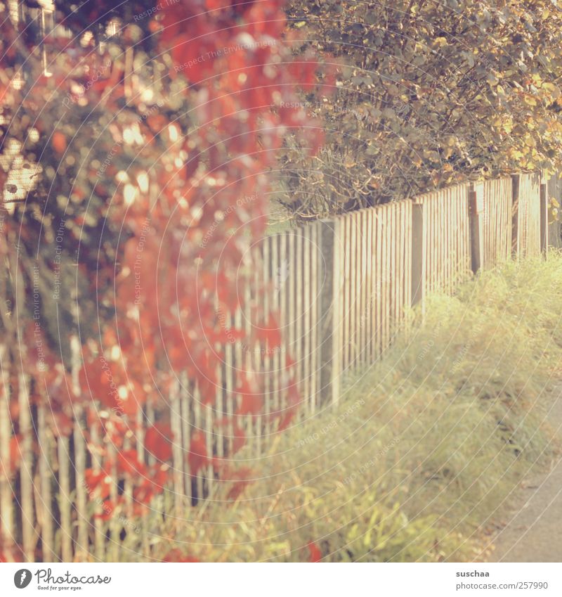 blooming autumn bush over a fence in the sunlight with soft colours | chaman aspic Environment Nature Autumn Climate Beautiful weather Grass bushes Idyll rural