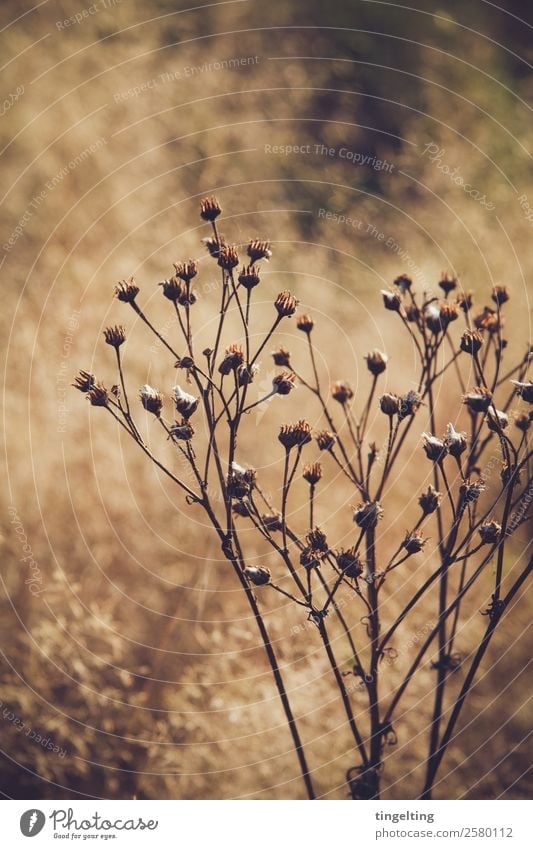 arid Environment Nature Landscape Sunlight Beautiful weather Plant Wild plant Meadow Field Blossoming Illuminate Faded To dry up Brown Yellow Gold Green Black