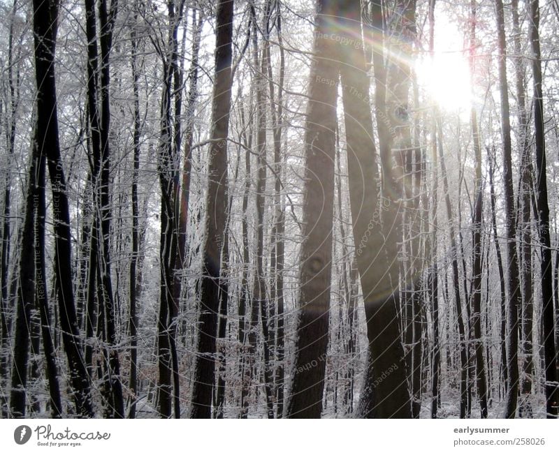 winter forest Winter Snow Winter vacation Ski run Environment Nature Landscape Animal Sun Sunlight Beautiful weather Plant Tree Forest Wood Freeze Cold Warmth