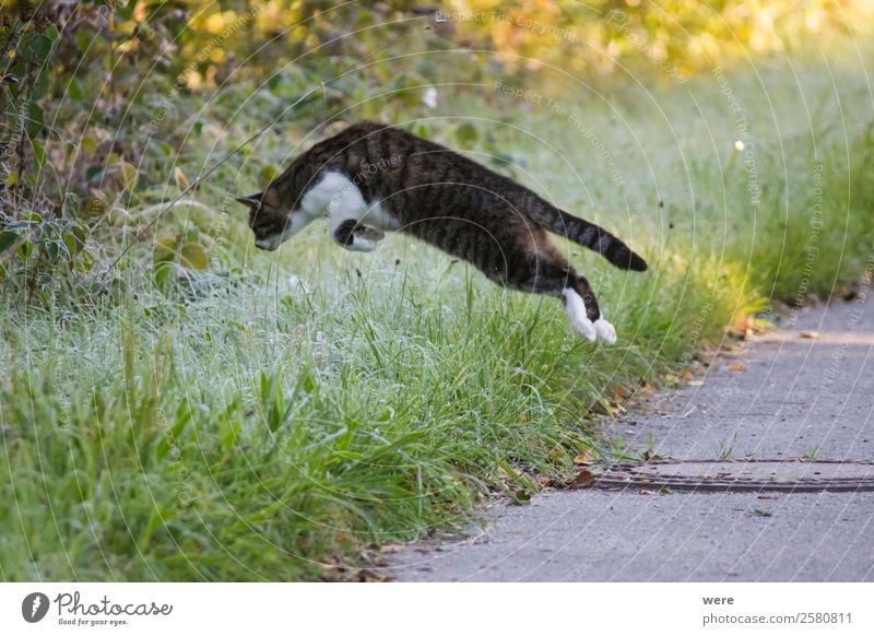 caught mouse in live trap - a Royalty Free Stock Photo from Photocase