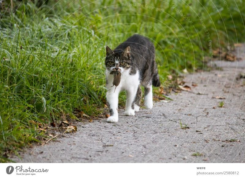 Cat carries a dead mouse in the mouth after the mouse hunt Nature Animal Pet Dead animal Mouse Pelt Claw 2 Eating Catch To feed Hunting Fight Soft Mouse Hunt