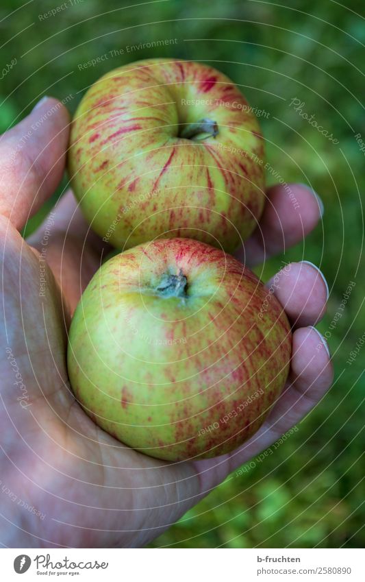 Two apples Fruit Apple Organic produce Vegetarian diet Garden Gardening Man Adults Hand Fingers Work and employment Select To hold on To enjoy Fruittree meadow