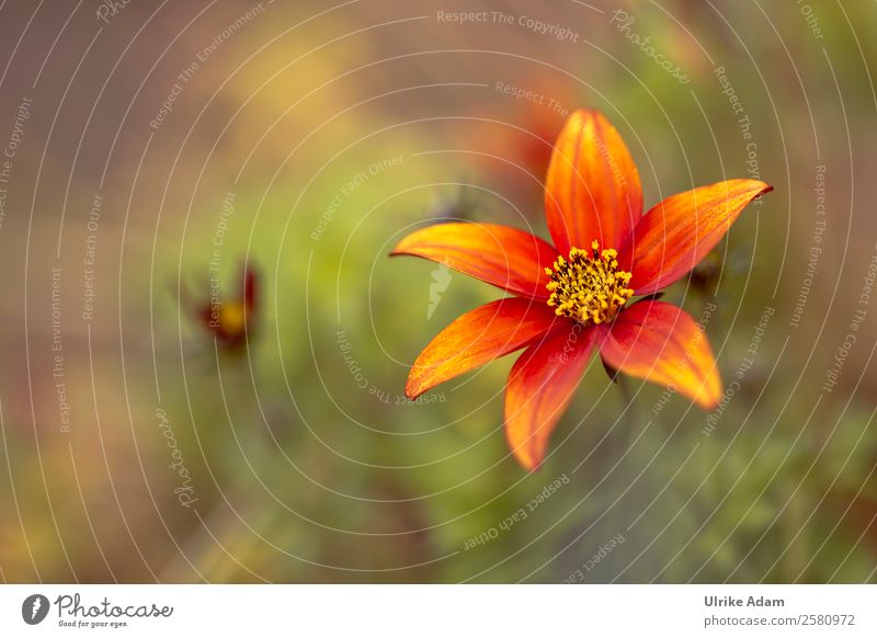 Orange flower Design Wellness Spa Decoration Wallpaper Valentine's Day Mother's Day Nature Plant Summer Autumn Flower Blossom Cosmos Garden Park Blossoming