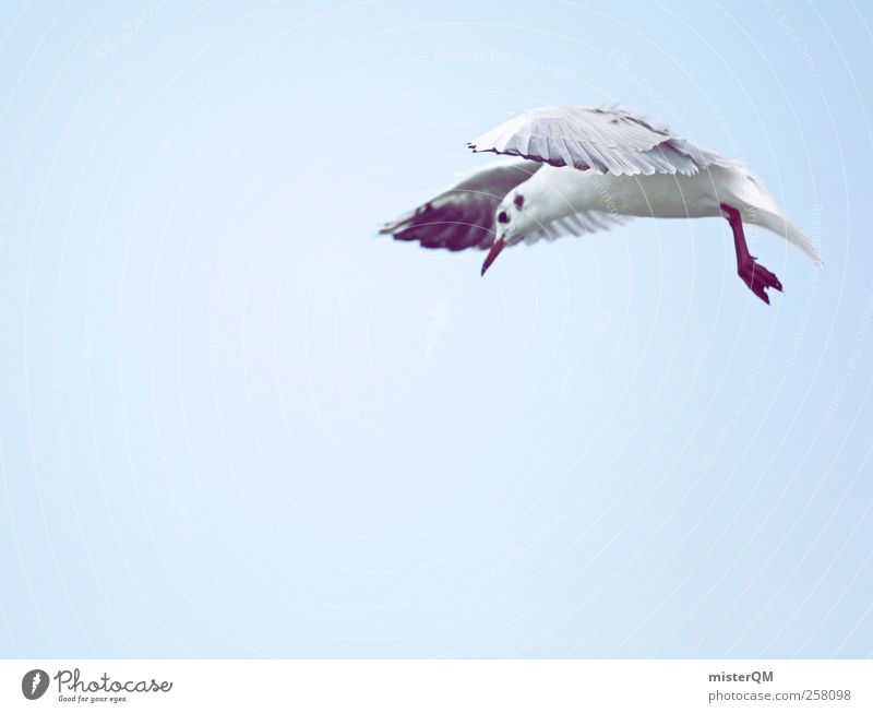 What? Animal Esthetic Bird's-eye view Seagull Gull birds Curiosity Looking Flying Hover Wing Stop short Snapshot Discover Foraging Airplane landing Freedom