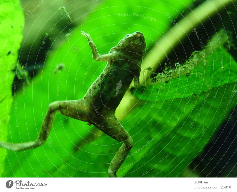 Frog stays frog. Aquarium Green Window pane bottom Stomach Plant pygmy clawed frog