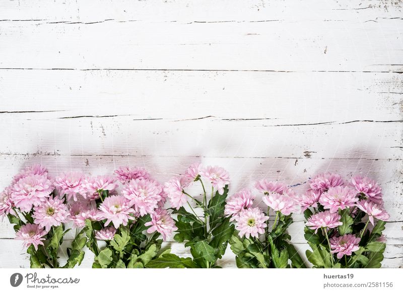 Poster Vector elegance floral background with graphic spring