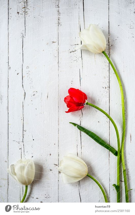 Floral background with red and white tulips Elegant Style Design Valentine's Day Nature Plant Flower Tulip Leaf Bouquet Natural Above Green Red White Love