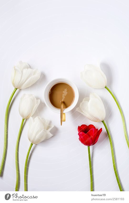 Floral background with red and white tulips and coffe cup, Beverage Hot drink Coffee Elegant Style Valentine's Day Nature Plant Flower Tulip Bouquet Natural