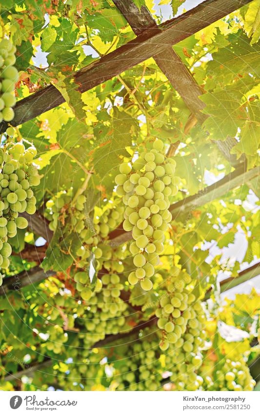 Close up view of fresh bunch of white grapes on field Fruit Summer Sun Nature Plant Autumn Tree Leaf Growth Fresh Natural Green Red White Tradition