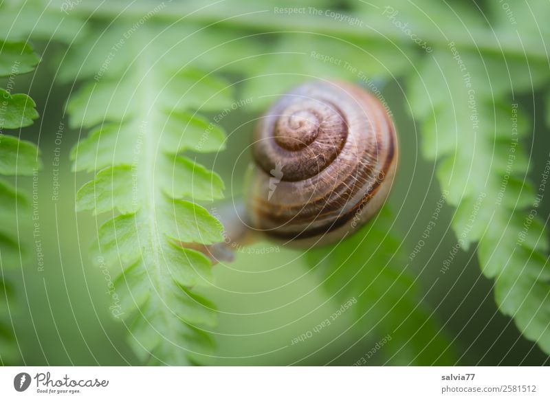 between fern leaves Environment Nature Plant Fern Leaf Foliage plant Wild plant Animal Snail 1 Protection Symmetry Lanes & trails Crawl Spiral Contrast