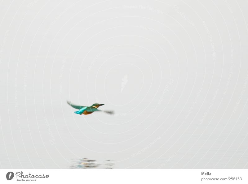 colors Environment Nature Animal Water Pond Lake Wild animal Bird Kingfisher 1 Movement Flying Free Bright Small Natural Speed Multicoloured Gray Freedom