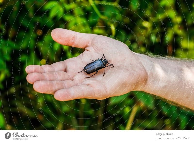 Hand holding beetle in hand Lifestyle Leisure and hobbies Vacation & Travel Young man Youth (Young adults) Man Adults Arm 18 - 30 years 30 - 45 years