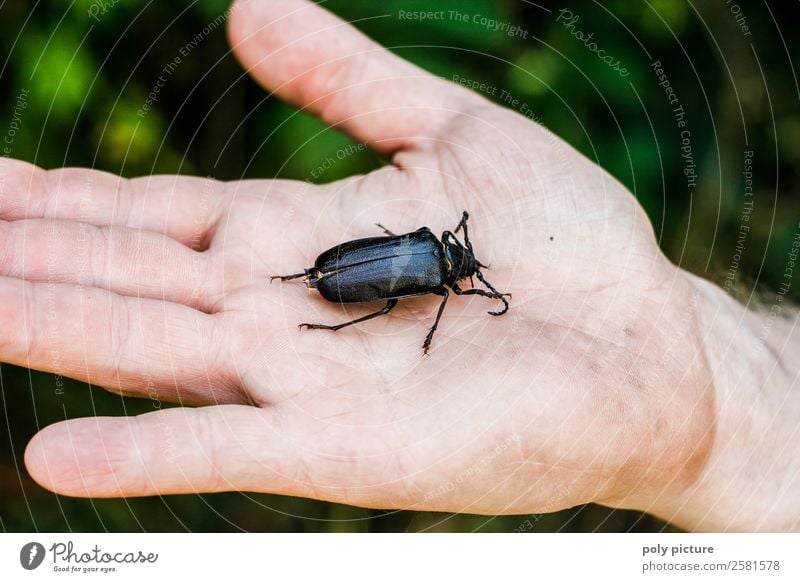 Big bug in the hand! Life Hand 18 - 30 years Youth (Young adults) Adults 30 - 45 years Environment Nature Animal Spring Summer Autumn Garden Park Field