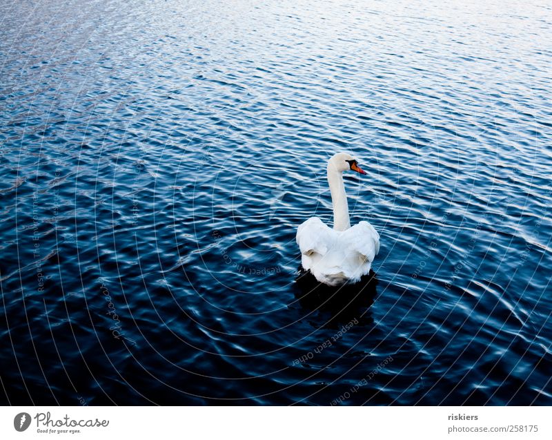 never look back Nature Water Lake Animal Wild animal Swan 1 Observe Swimming & Bathing Esthetic Elegant Blue White Attentive Watchfulness Calm Loneliness Past