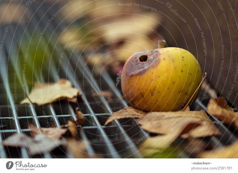 Autumn is coming... Apple Steel Old Brown Yellow Gold Green Autumnal Leaf Putrefy Putrid Eroded Wormhole Lie Metal grid Ground Windfall Fruit Close-up