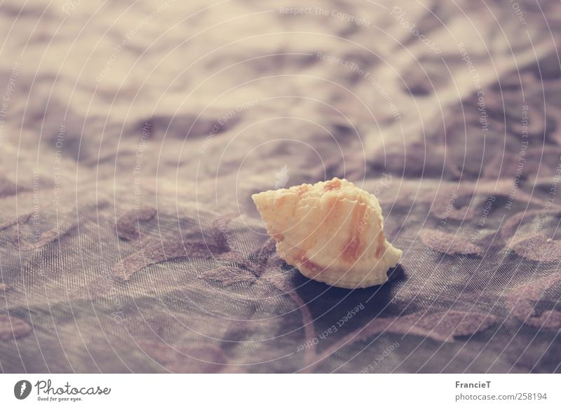 Lonely Mussel Decoration Souvenir Simple Small Natural Brown Violet White Bizarre Design Loneliness Uniqueness Inspiration Calm Style Moody seashell