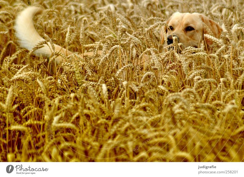 mimicry Nature Landscape Plant Summer Agricultural crop Field Animal Pet Dog 1 Natural Joy Protection Grain Hiding place Camouflage Colour photo Exterior shot