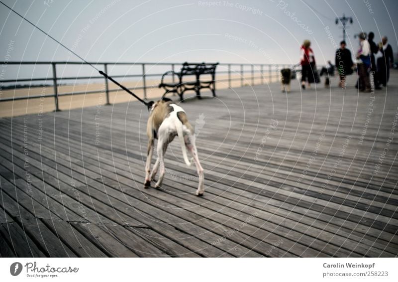 Sunday walk on the Boardwalk. Vacation & Travel Trip Beach Walking Dog Line Wood To go for a walk Promenade Coney Island New York City Colour photo