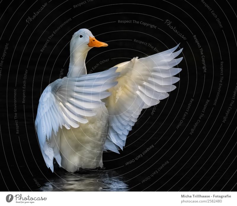 White fluttering duck Dance Conductor Nature Animal Water Drops of water Sunlight Lake Wild animal Bird Animal face Wing Duck Beak Feather 1 Movement Flying
