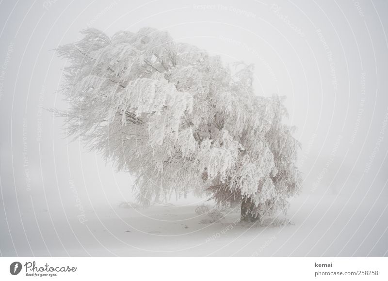 Baumloben | White Giant Environment Nature Landscape Plant Winter Bad weather Gale Fog Ice Frost Snow Snowfall Tree Foliage plant Wild plant Beech tree Field