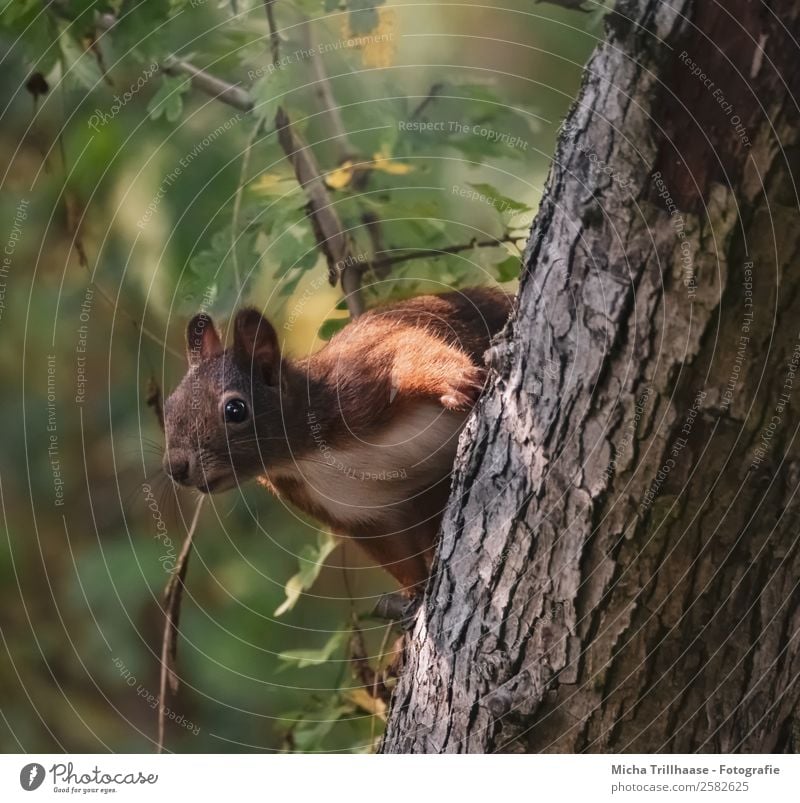 Curious squirrel on tree trunk Nature Animal Sunlight Beautiful weather Tree Leaf Forest Wild animal Animal face Pelt Paw Squirrel Ear Eyes 1 Observe Looking