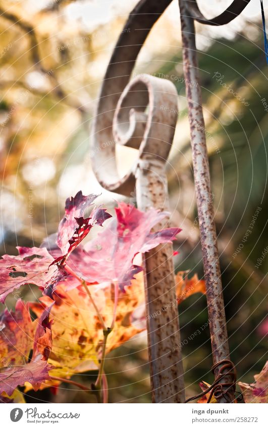 autumn railing Environment Nature Landscape Plant Autumn Beautiful weather Foliage plant Wild plant Leaf Autumn leaves Seasons Tendril Stairs Balcony Terrace