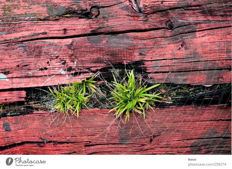 Do you see the grass grow? Nature Plant Spring Summer Grass Wood Growth Simple Natural Dry Green Red Black Optimism Authentic Environment Decline Transience