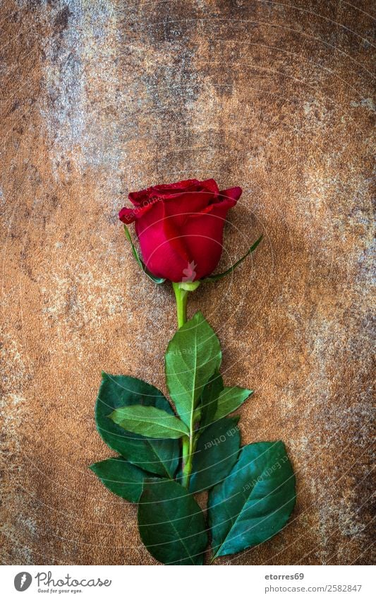Red roses on rusty background Feasts & Celebrations Valentine's Day Mother's Day Wedding Flower Rose Natural Nature Romance Love Rust Copy Space Blossom leave