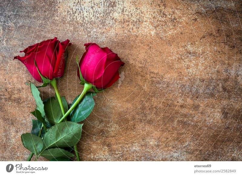 Red roses Feasts & Celebrations Valentine's Day Mother's Day Wedding Flower Rose Natural Nature Romance Love Rust Copy Space Blossom leave Leaf Colour photo