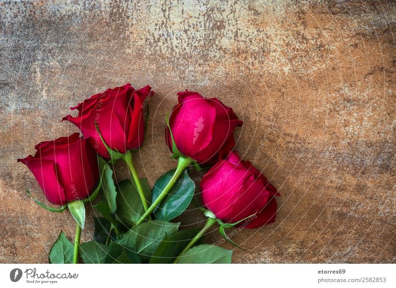Red roses Feasts & Celebrations Valentine's Day Mother's Day Wedding Flower Rose Natural Nature Romance Love Rust Copy Space Blossom leave Leaf Colour photo