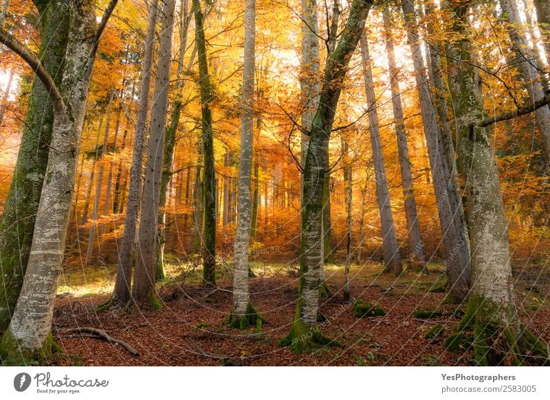 Autumn forest with sun and shadows Nature Beautiful weather Tree Leaf Park Forest Vacation & Travel Bright Natural Yellow Gold Distress Bavaria Fussen Germany