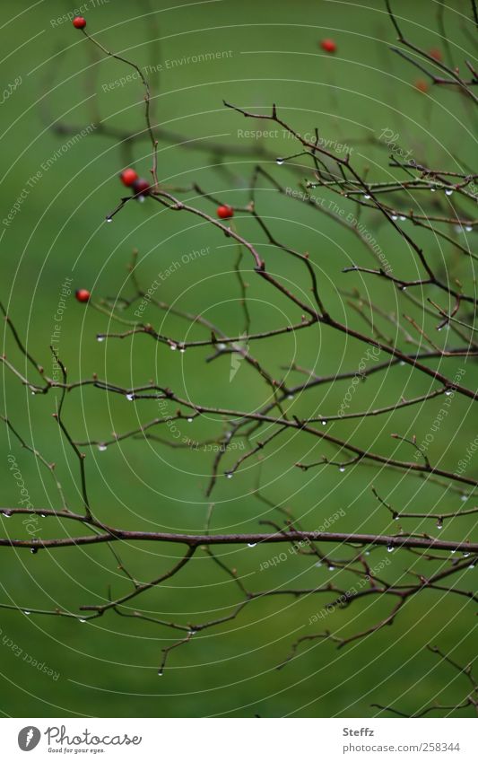 Green impression with wet twigs and rose hips Rose hip Berries Sparse November November mood Simple naturally Berry bushes Dog rose Bush rose Tea plants Bushes