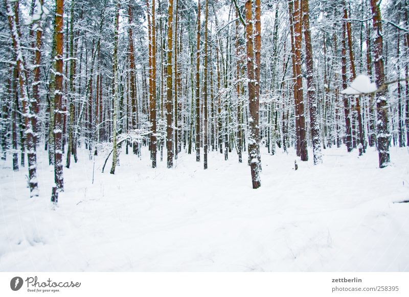 winter farm Environment Nature Landscape Plant Winter Climate Climate change Weather Ice Frost Snow Tree Foliage plant Forest Cold Berlin December