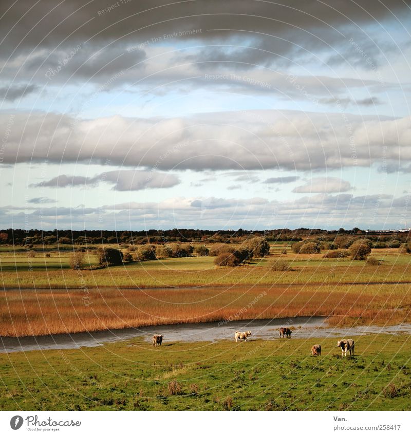 In the wide hallway Nature Landscape Plant Animal Water Sky Clouds Storm clouds Autumn Tree Grass Common Reed Meadow River bank Shannon Ireland Farm animal Cow