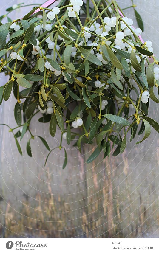 mistletoe complex Healthy Health care Alternative medicine Healthy Eating Winter Nature Plant Decoration Sign Hang Green Happy Sympathy Together Loyalty Hope