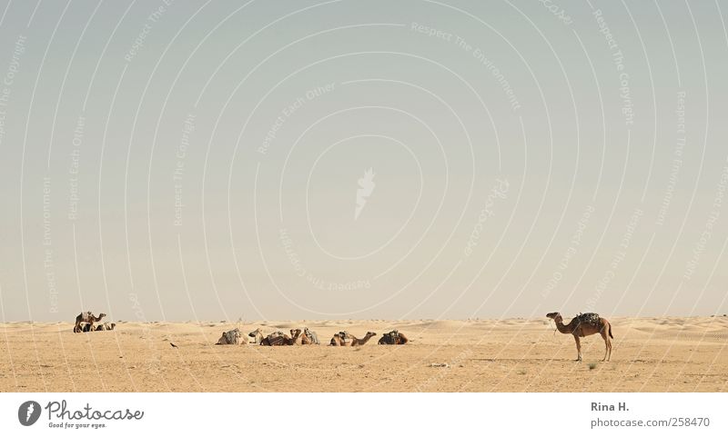 Ships of the Desert ( the Guardians) Nature Landscape Sky Cloudless sky Horizon Beautiful weather Tunisia Farm animal Camel Dromedary Group of animals Observe