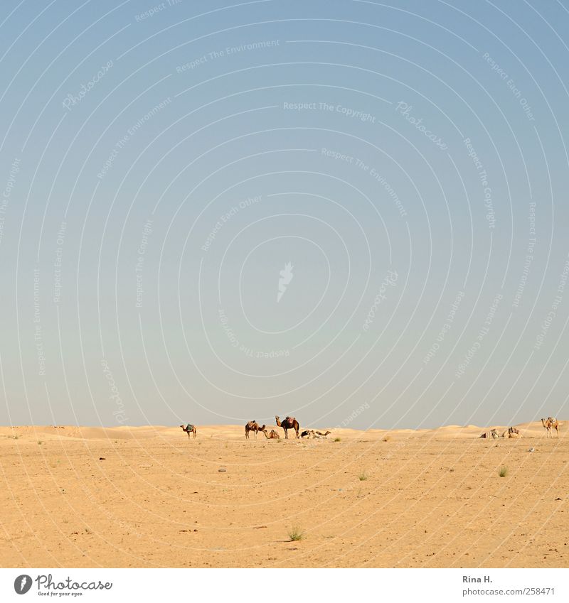 Desert Ships II Vacation & Travel Tourism Adventure Far-off places Expedition Nature Landscape Sky Cloudless sky Horizon Climate Beautiful weather Tunisia