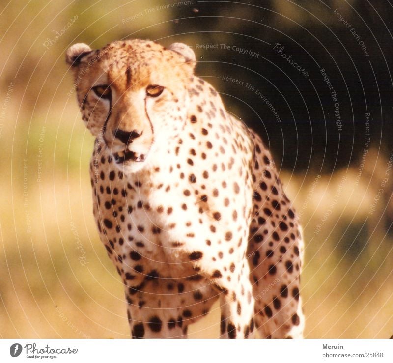 eyeball to eyeball Cheetah Kenya Speed Cat Big cat Steppe Land-based carnivore Wild animal predator Movement