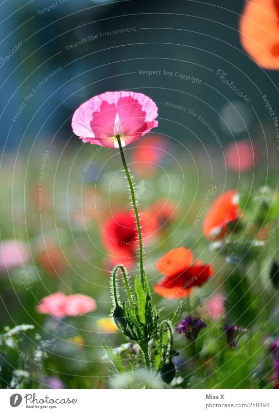 girl's photo Nature Spring Summer Plant Flower Leaf Blossom Garden Meadow Blossoming Fragrance Pink Poppy Poppy blossom Flower meadow Colour photo Multicoloured